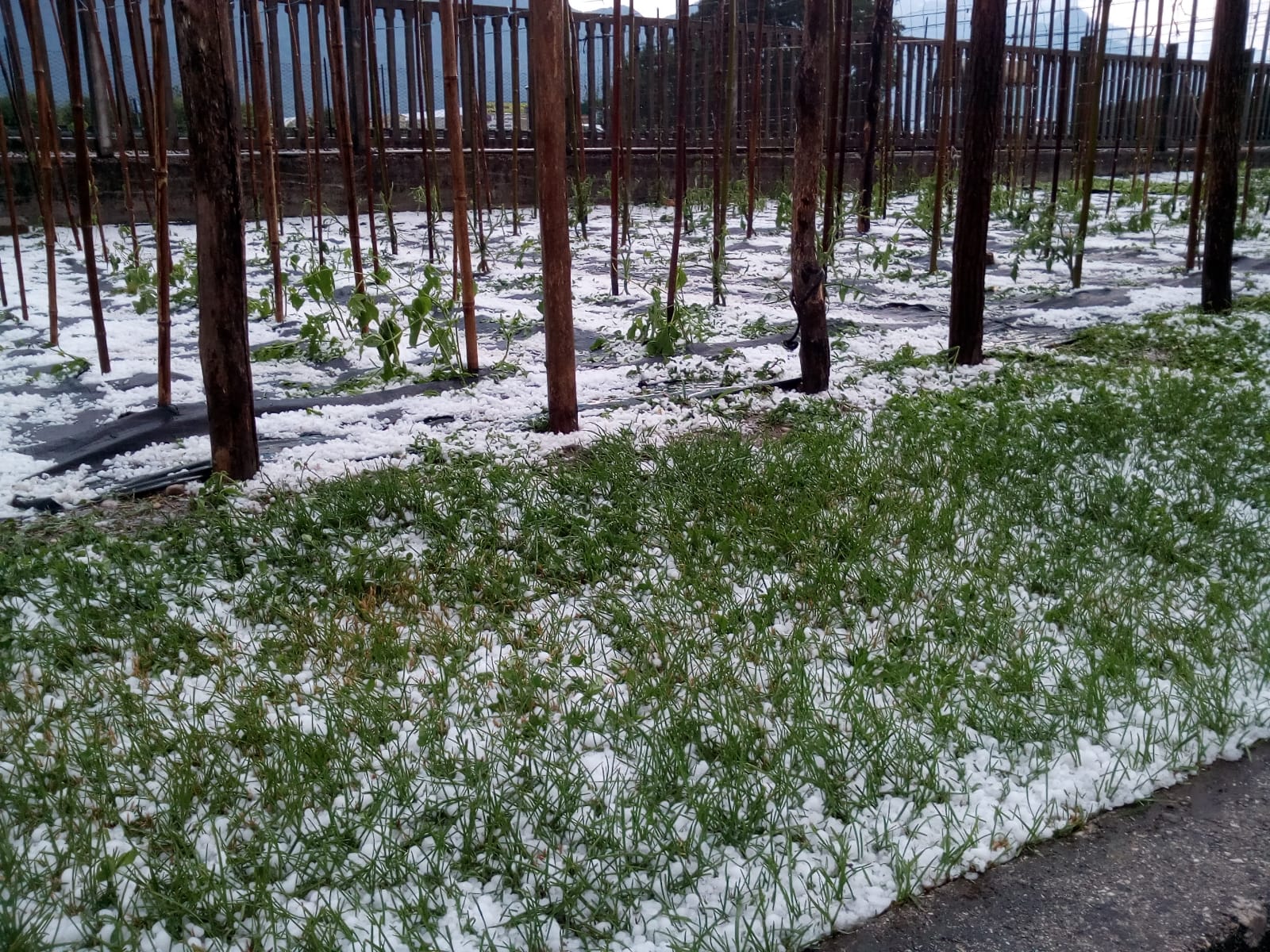 Coldiretti, “la grandine devasta i campi di grano e i frutteti